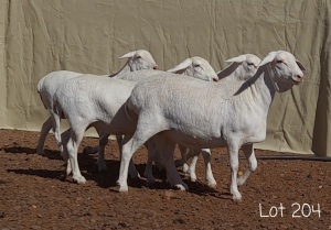 5X VAN ROOY OOI/EWE STUD ANEL LIEBENBERG (Per Piece to take the lot)