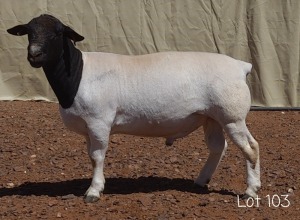 1X DORPER RAM MNR. LOUIS VAN RENSBURG