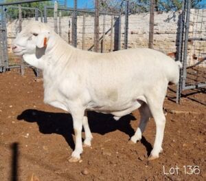 1X VAN ROOY RAM FLOCK ANEL LIEBENBERG