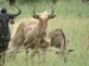 LOT 31&nbsp;5x&nbsp;GOUE WILDEBEES /GOLDEN WILDEBEEST&nbsp; (PER STUK OM LOT TE NEEM/PER PIECE TO TAKE THE LOT) - 2