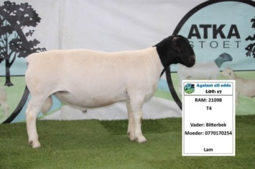 1X DORPER RAM STUD