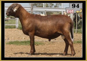 LOT 94 1X MEATMASTER RAM