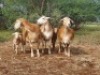 LOT 33 2X MEATMASTER OOI MET LAMMERS/EWE WITH LAMBS THABA MEATMASTERS(PER STUK OM LOT TE NEEM/PER PIECE TO TAKE THE LOT) - 4