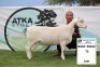 1X WIT DORPER RAM FLOCK