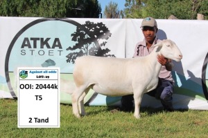 1X WIT DORPER OOI/EWE T5 PREGNANT