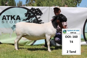 1X DORPER OOI/EWE STUD