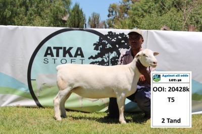 1X WIT DORPER OOI/EWE T5 - PREGNANT