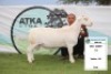 1X WIT DORPER RAM STUD