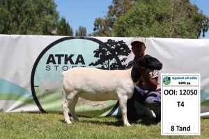 1X DORPER OOI/EWE STUD PREGNANT