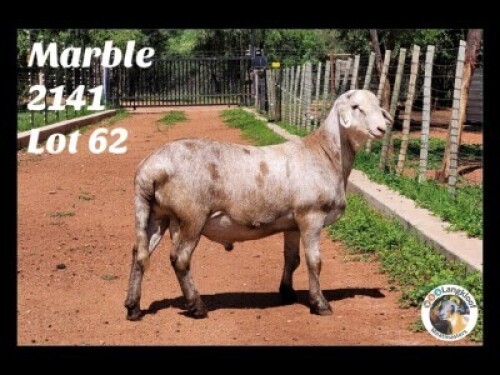 ONTTREK 1X RAM LANGKLOOF MEATMASTERS