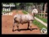 ONTTREK 1X RAM LANGKLOOF MEATMASTERS