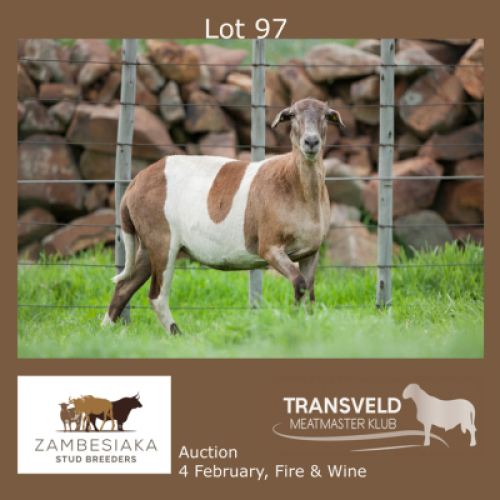 1X OOI/EWE ZAMBESIAKA MEATMASTERS