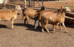 3X OOI/EWE LAPFONTEIN MEATMASTERS (Buy per piece to take the lot)