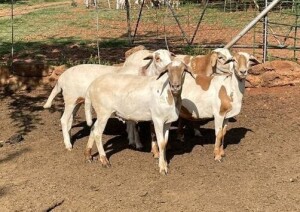 3X OOI/EWE LAPFONTEIN MEATMASTERS (Buy per piece to take the lot)