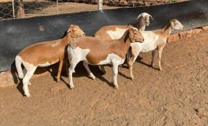 2X OOI/EWE LAPFONTEIN MEATMASTERS (Buy per piece to take the lot)