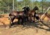 4X OOI/EWE LAPFONTEIN MEATMASTERS (Buy per piece to take the lot)