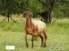 1X OOI/EWE ZABO MEATMASTERS - 2