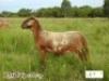 1X OOI/EWE ZABO MEATMASTERS - 4