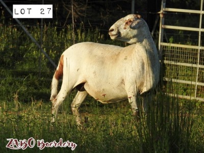 1X OOI/EWE ZABO MEATMASTERS Pregnant