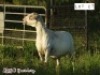 1X OOI/EWE ZABO MEATMASTERS Pregnant - 2