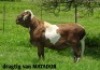 1X OOI/EWE ZABO MEATMASTERS Pregnant - 4
