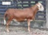 1X RAM ZABO MEATMASTERS