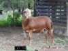 1X RAM ZABO MEATMASTERS - 2