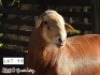 1X RAM ZABO MEATMASTERS - 3