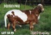 1X RAM ZABO MEATMASTERS - 4