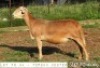 1X RAM ZABO MEATMASTERS - 5