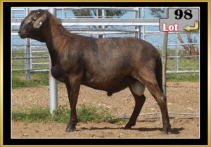 LOT 98 1X MEATMASTER RAM