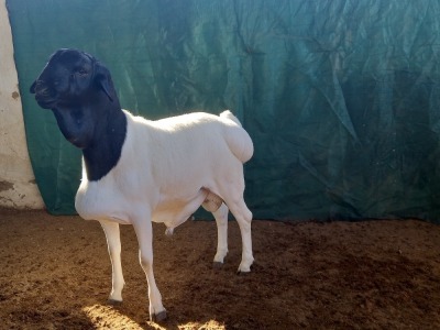 1X PERSIE RAM - KUDDE - VAN NIEKERK BOERDERY TRUST PRIESKA