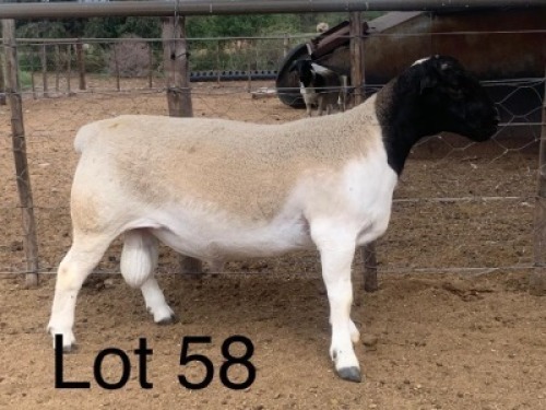 ONTTREK 1X DORPER RAM JJS OBERHOLSTER