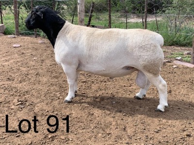 1X DORPER RAM - STOET - JJS OBERHOLSTER