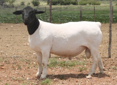 1X DORPER RAM - STOET - LUCASDAM DORPERSTOET