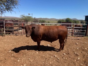 1X ANGUS BUL Kommersieel STILLERUS ANGUS STOET