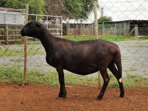 1X OOI/EWE OCHRE MEATMASTERS Pregnant