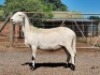 1X OOI/EWE OCHRE MEATMASTERS Pregnant
