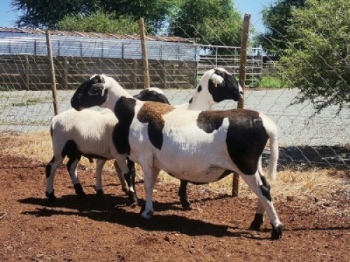 2X OOI/EWE OCHRE MEATMASTERS 1x Pregnant(Buy per piece to take the lot)