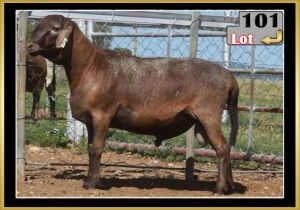 LOT 101 1X MEATMASTER RAM