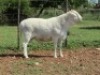 1X VAN ROOY RAM - KUDDE- PANICUM STOETERYE
