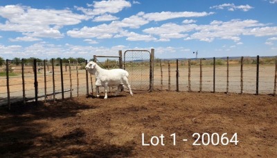 1X VAN ROOY RAM - STOET - KASTEEL VAN ROOY STOET