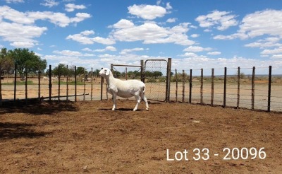 1X VAN ROOY OOI/EWE - STOET -KASTEEL VAN ROOY STOET