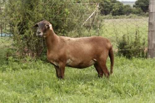1X OOI/EWE OLIVEBRANCH MEATMASTERS Pregnant 