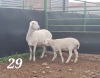 1+1X VAN ROOY OOI/EWE - KUDDE- JOHAN GOUWS