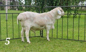 ONTTREK - 1X VAN ROOY RAM JOHAN GOUWS