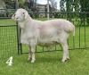 1X VAN ROOY RAM - KUDDE- JOHAN GOUWS