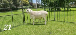 1X VAN ROOY RAM - KUDDE- JOHAN GOUWS