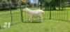 1X VAN ROOY RAM - KUDDE- JOHAN GOUWS
