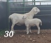 1+1X VAN ROOY OOI/EWE - STOET- JOHAN GOUWS